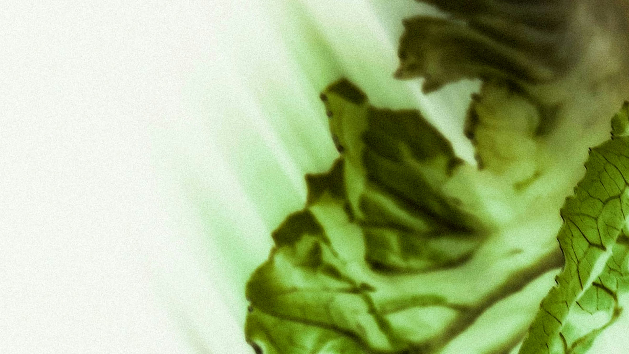 Lettuce leaves lit by a ray of light, visual from the Manger sans compromis guide